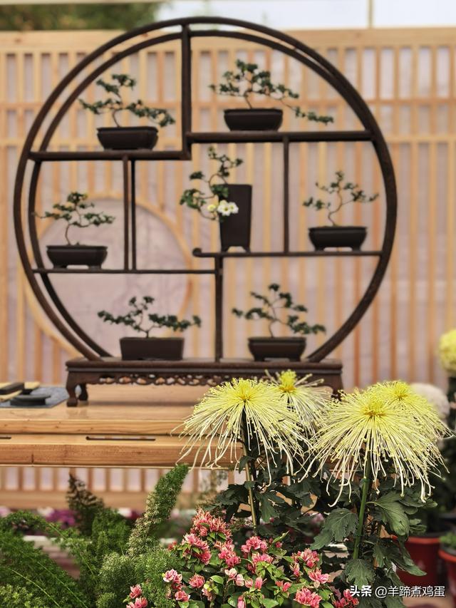 秋风独宠一园菊，晚来香艳出樊篱——北京北海公园2025年菊花展