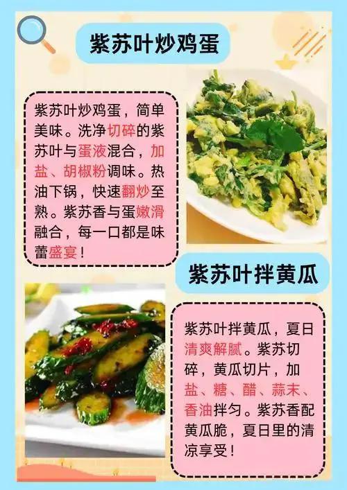 中伏吃紫苏，好处多多！