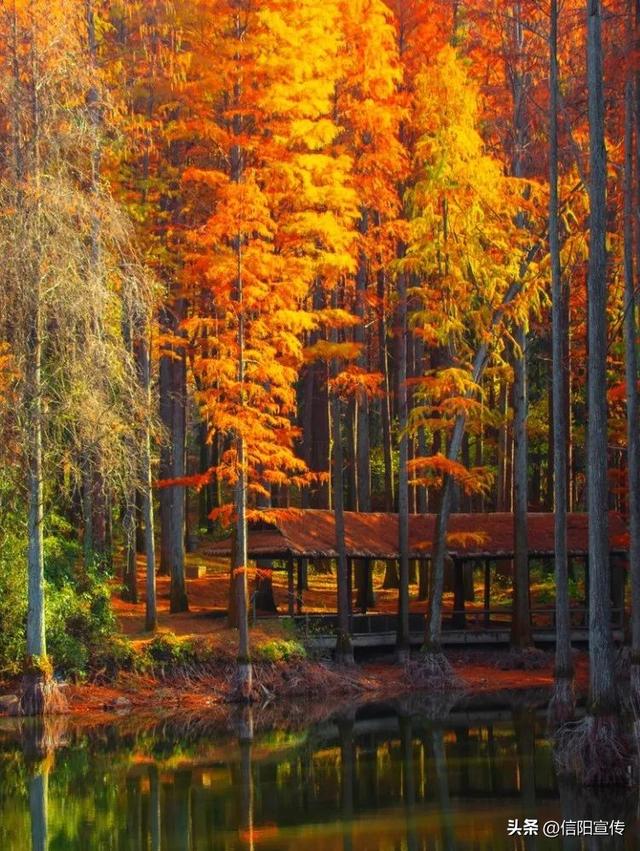 秋色正斑斓！信阳赏秋打卡地推荐