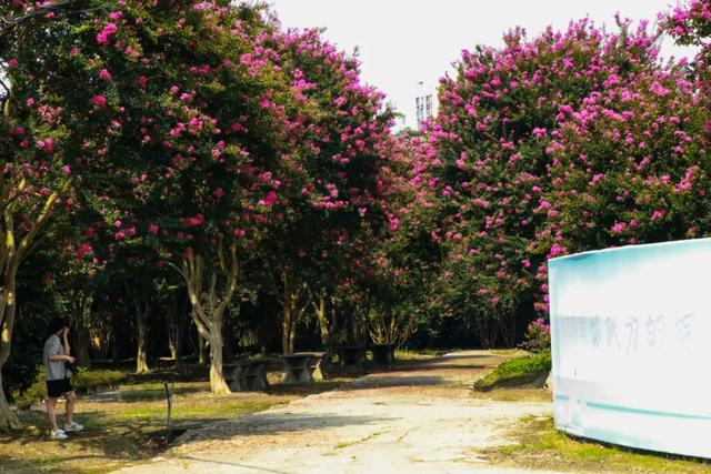 郫都这片“百日红”花海进入最美时刻！免费入园，错过等一年！