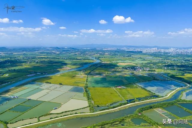 黄陂夏莲在历史上挺有名，是庐江八景之一，如今却成鸟类的乐园