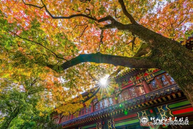 给个准信！盼了又盼的秋日“顶流”全部上线