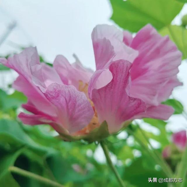 开疯了！一日三变的浪漫，错过等一年→