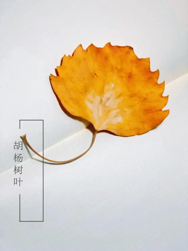 瞎球转2025之二——生而千年不死，死而千年不倒，倒而千年不朽