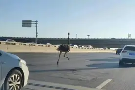 郑州“狂奔鸵鸟”迎来大结局！网友三连问：能吃吗？好吃吗？怎么吃？图片