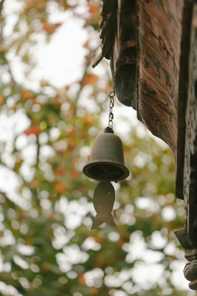 就这一口柿子，盼到冬天了！