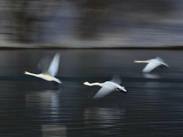 伊宁天鹅泉湿地公园：冬日里的生态诗画