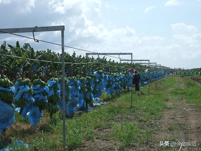 你家香蕉总烂一根？别再自责了！揭秘从果园到餐桌的“保鲜大战”