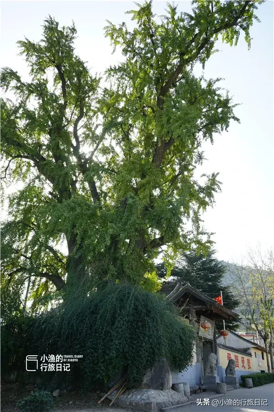 陕西古树，真的“封神”了！第二弹：秋天必看系列，最意外是它？