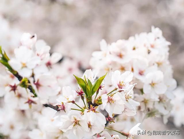 寒枝生暖意 樱粉竞芳菲——冬天的晋宁竟也这么美！