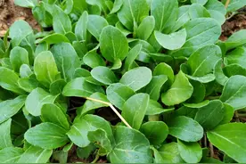 小菜谈官场称呼图片