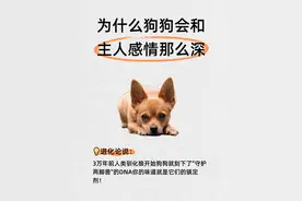 为什么狗狗会和主人有那么深的感情？图片