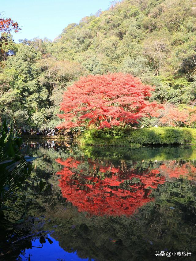 杭州冬日徒步，从古村到茶园，银杏金黄枫树染红，感受山野之乐