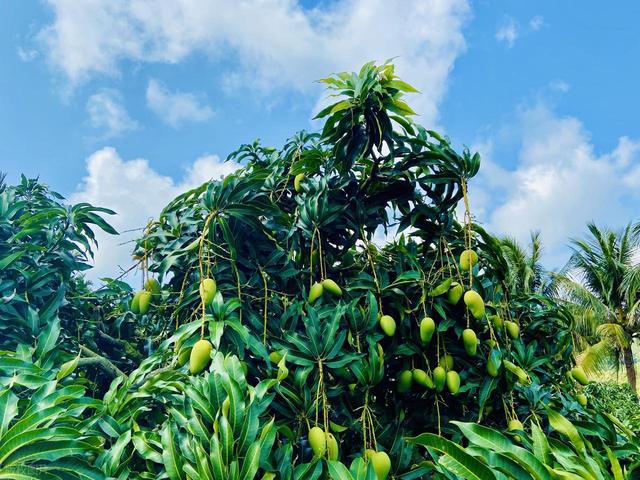 海南新 “特大” 城市即将诞生，海口三亚并未入选，而是这座城市