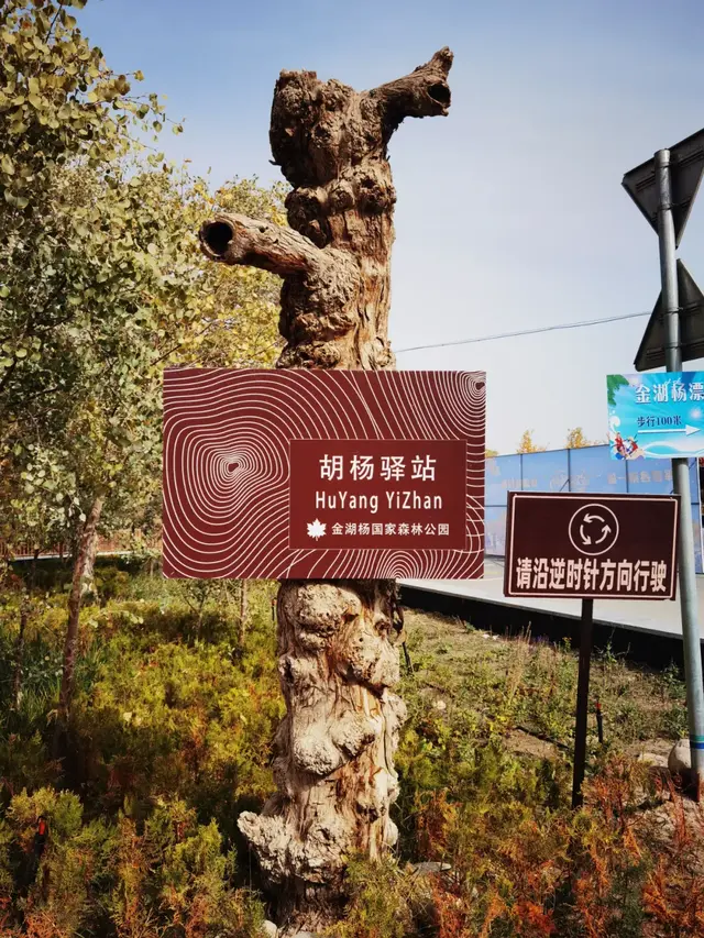 瞎球转2025之二——生而千年不死，死而千年不倒，倒而千年不朽