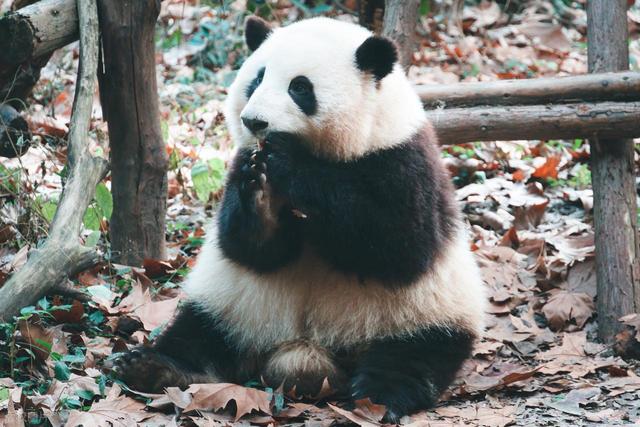 12月4日晚，马克龙抵达成都！5日开启成都行程安排