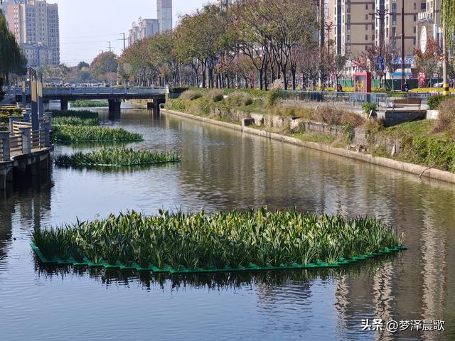 生物浮岛扮靓云梦水域 初冬亲水空间引客来