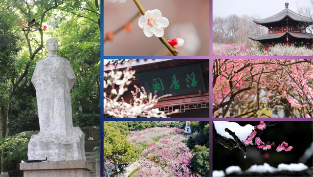 1月18日起，这场梅花盛宴等你来解锁！