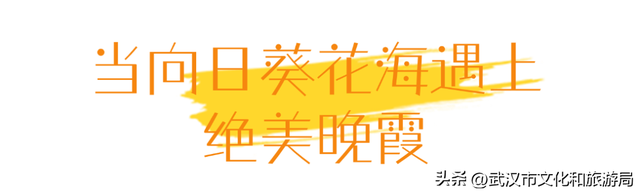 武昌花海又上新，美得很治愈！