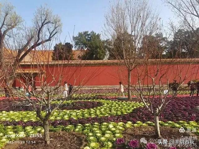 北京景山公园羽衣,冬园锦色|申艳娟