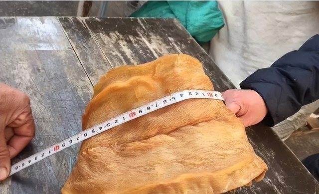 长长一条花胶 2025年一条花胶大约有多少克