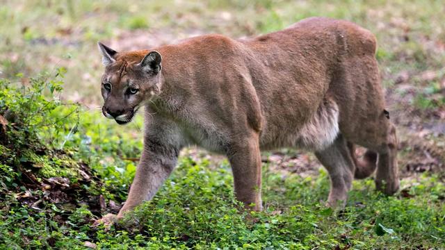 美国国家公园独有的12种神奇野生动物，你见过吗？