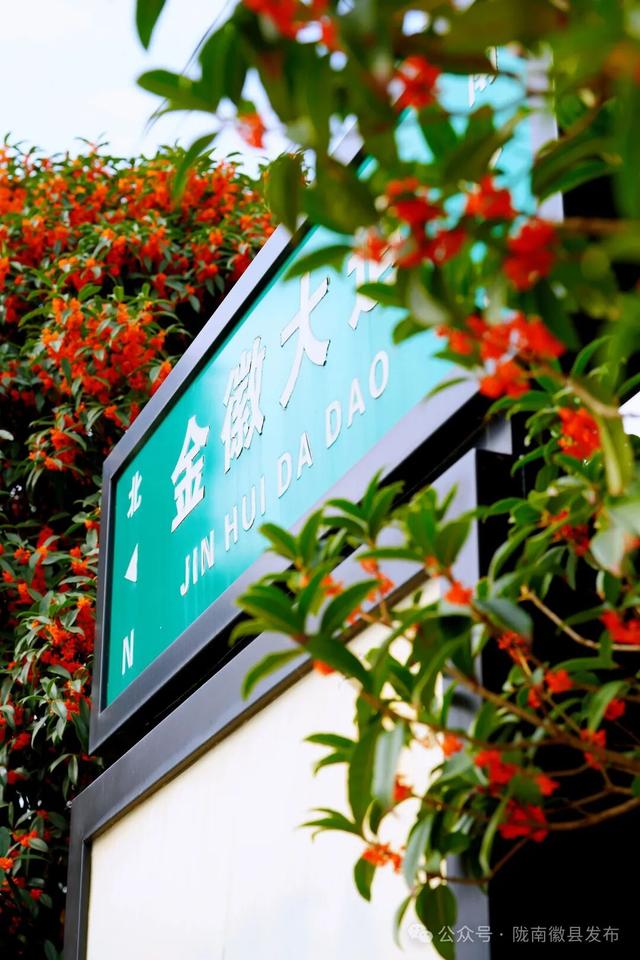 徽县：被桂花签收的秋天