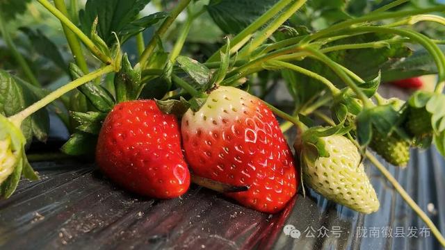 “老街遛弯儿+草莓炫腹” 双buff叠满 农文旅融合解锁嗨玩新姿势～