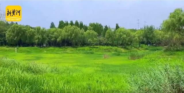 济南的“阿勒泰”，太惊艳了！与草地蓝天相伴，治愈感直接拉满了！