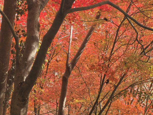 南京栖霞山一日徒步，游千年古刹，看漫山红叶