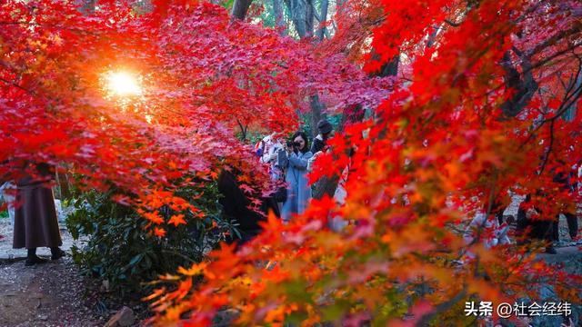 【每日一景】“枫”景这边独好 中山植物园红枫岗