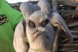 多次出现！印度独有的“人脸山羊”，长相诡异活不长，怎么来的？图片