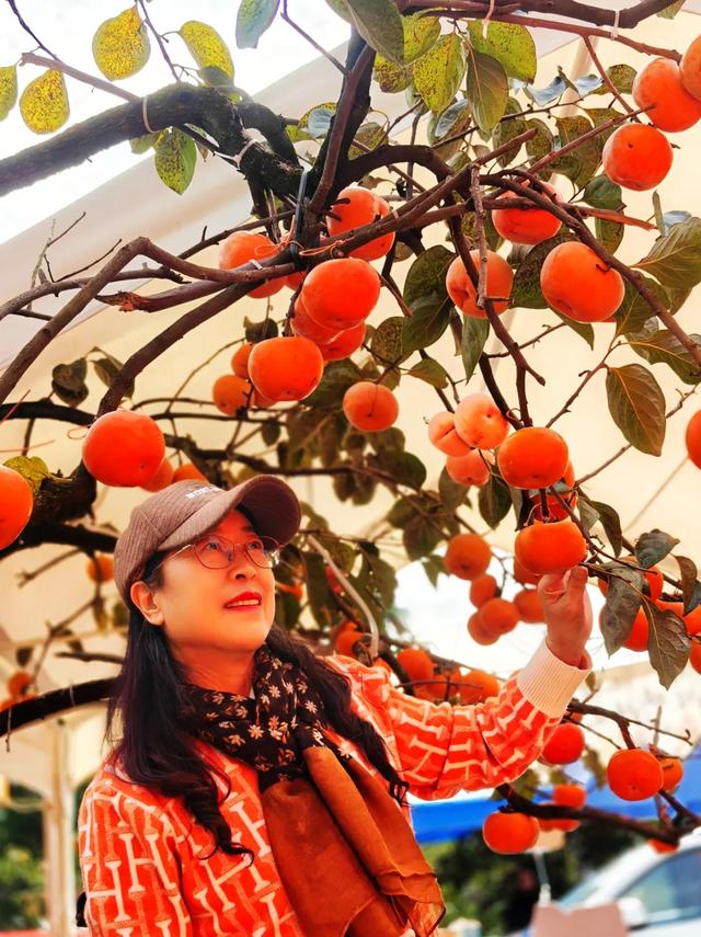 桂林：不入柿园，怎知秋色几许！