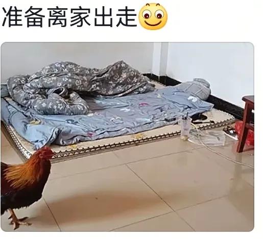 笑麻了，两广地区的催婚方式真硬核啊，网友：卧室堪比陋室铭