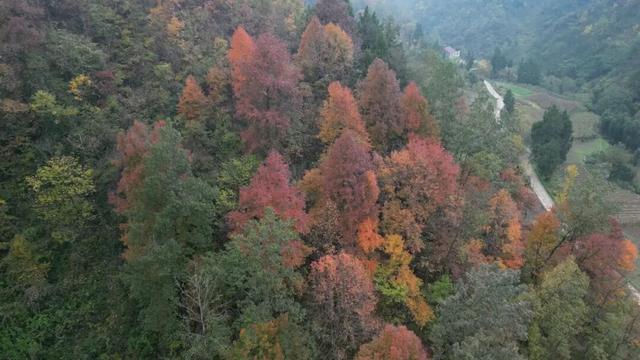 秋日里的高川：层林尽染秋意浓