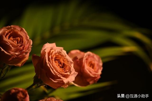 尼康Z卡口超远摄变焦镜头——NIKKOR Z 100-400mm f/4.5-5.6 VR S 评测