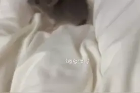谁家小猫晚上给主人“加餐”啊图片
