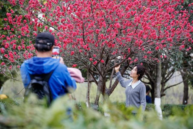 春满蓉城 花缀府河——东湖公园紫叶李盛放引市民赴春日之约