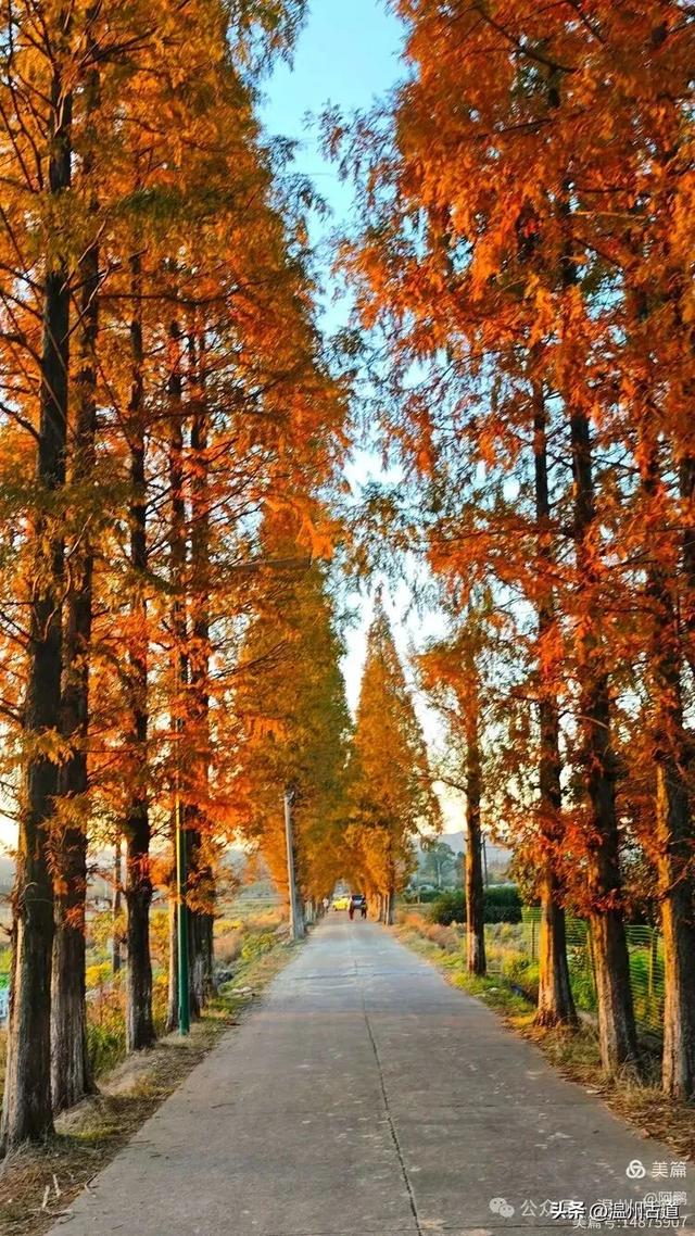 浙处丹霞地貌秋色斑斓超壮观，秋日必打卡之地！