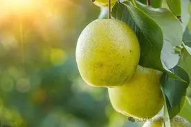 6种“公认”好吃的梨排行榜，雪梨只能排第五图片