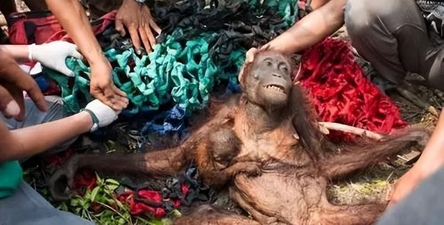 被锁暗室6年：剃毛穿丝袜当玩物，惨状撕开人类伪善面具