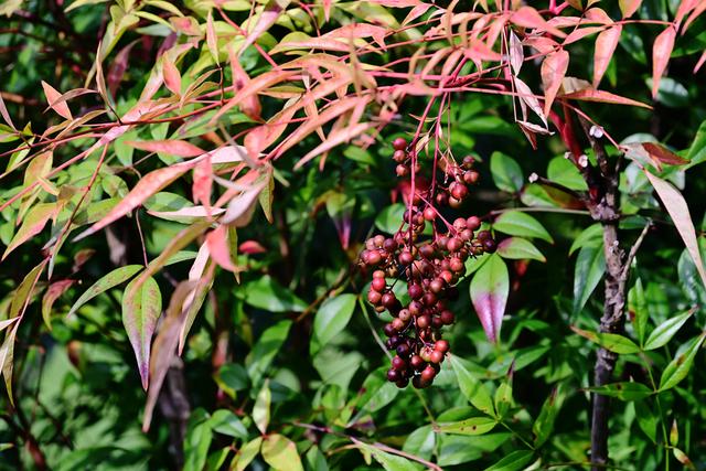 最近没时间逛月湖？来屏上赏秋，别错过这美景！