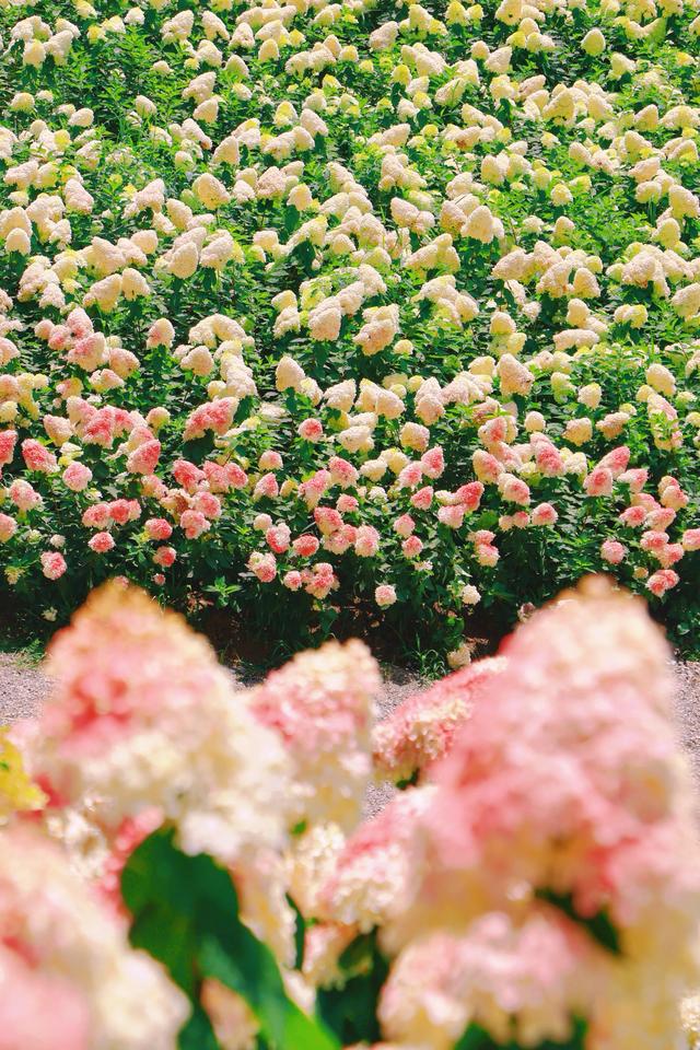🆘 在贵州发现一片巨型「香草草莓冰淇淋」山