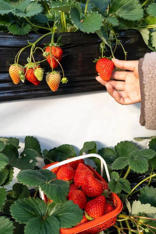 🤩收藏！春节拍大片，就来黄陂『下集』