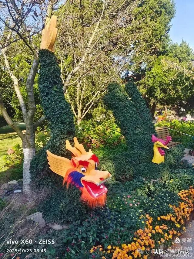 菊绽秋阳里，暗香绕中山｜申艳娟