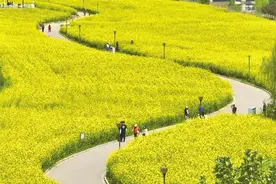 花海如画醉游人图片