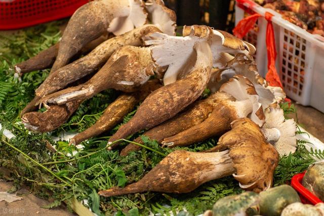 堪称云南最大的野生菌美食街，一年只卖一月，有全国人专程来吃