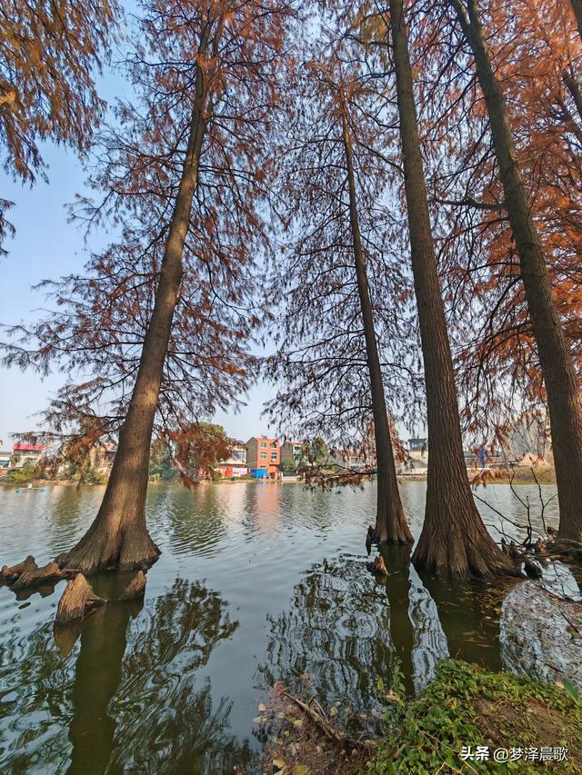 涢水湿地迷人红杉林 冬日画卷中的生态诗篇