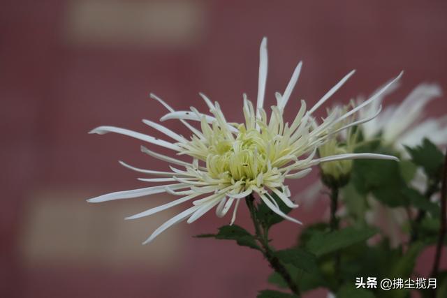 小区里的“菊展”，家门口的美景