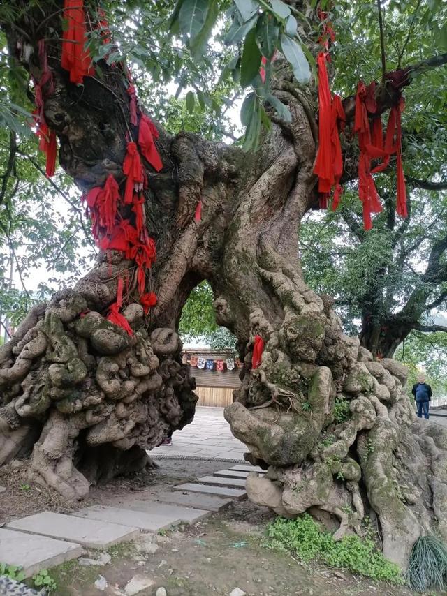 地名里的重庆 | 铜梁巴岳山：从巴川名山到天然氧吧
